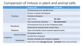 Comparison of mitosis in plant and animal cells
Animal cells Plant cells
Prophase
Chromosomes and spindle forms
Nuclear envelope disintegrate
Nucleolus disaapear
Aster forms No aster
Two centrosome separates No centrosome
Metaphase
Chromosomes line up at the metaphase plate.
Kinetochores attached with mitotic fibre
Telophase Sister chromatids moves towards opposite poles
Anaphase
Nuclear division
Chromatins reform
Spindle fibre disappear
Cytokinesis
Nuclear envelope and nucleolus reappear
Pinch forms the cleavage furrow Cell plate forms new cell wall
 
