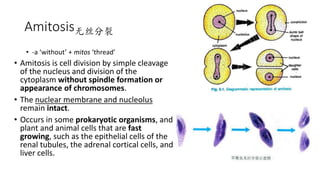 Amitosis无丝分裂
• -a ‘without’ + mitos ‘thread’
• Amitosis is cell division by simple cleavage
of the nucleus and division of the
cytoplasm without spindle formation or
appearance of chromosomes.
• The nuclear membrane and nucleolus
remain intact.
• Occurs in some prokaryotic organisms, and
plant and animal cells that are fast
growing, such as the epithelial cells of the
renal tubules, the adrenal cortical cells, and
liver cells.
 