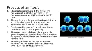 Process of amitosis
1. Chromatin is duplicated, the size of the
nucleus and nucleolus increases. The
nucleolus organizer region separates into
two.
2. The nucleus is enlarged and ultimately forms
a dumbbell-shaped structure with the
appearance of a median constriction.
3. On the median part of the cell membrane
two constrictions are appearing.
4. The constriction of the nucleus gradually
grow deeper and divides the nucleus into two
daughter nuclei without the formation of any
spindle fibre.
5. The invaginations of the cell also move
inwards and the parent cell is divided into
two equal size of daughter cells.
 