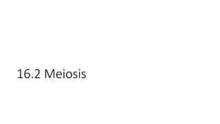 16.2 Meiosis
 