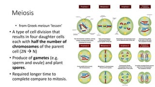 Meiosis
• from Greek meioun ‘lessen’
• A type of cell division that
results in four daughter cells
each with half the number of
chromosomes of the parent
cell (2N  N)
• Produce of gametes (e.g.
sperm and ovule) and plant
spores.
• Required longer time to
complete compare to mitosis.
 
