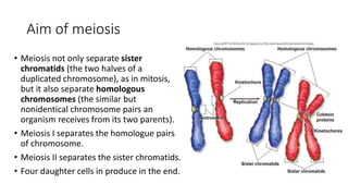 Aim of meiosis
• Meiosis not only separate sister
chromatids (the two halves of a
duplicated chromosome), as in mitosis,
but it also separate homologous
chromosomes (the similar but
nonidentical chromosome pairs an
organism receives from its two parents).
• Meiosis I separates the homologue pairs
of chromosome.
• Meiosis II separates the sister chromatids.
• Four daughter cells in produce in the end.
 