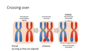 Crossing over
chiasmaTetrad
(as long as they are aligned)
同源重組
 