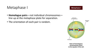 Metaphase I
• Homologue pairs—not individual chromosomes—
line up at the metaphase plate for separation.
• The orientation of each pair is random.
 