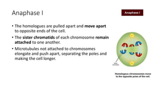 Anaphase I
• The homologues are pulled apart and move apart
to opposite ends of the cell.
• The sister chromatids of each chromosome remain
attached to one another.
• Microtubules not attached to chromosomes
elongate and push apart, separating the poles and
making the cell longer.
 