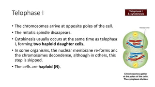 Telophase I
• The chromosomes arrive at opposite poles of the cell.
• The mitotic spindle disaapears.
• Cytokinesis usually occurs at the same time as telophase
I, forming two haploid daughter cells.
• In some organisms, the nuclear membrane re-forms and
the chromosomes decondense, although in others, this
step is skipped.
• The cells are haploid (N).
 