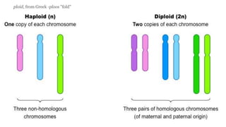 ploid, from Greek -ploos "fold"
 