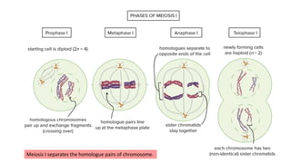 Meiosis I separates the homologue pairs of chromosome.
 