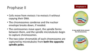 Prophase II
• Cells move from meiosis I to meiosis II without
copying their DNA.
• The chromosomes condense and the nuclear
envelope breaks down, if needed.
• The centrosomes move apart, the spindle forms
between them, and the spindle microtubules begin
to capture chromosomes.
• The two sister chromatids of each chromosome are
captured by microtubules from both the opposite
spindle poles.
 