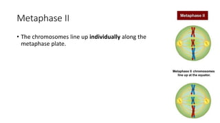 Metaphase II
• The chromosomes line up individually along the
metaphase plate.
 