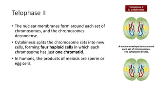 Telophase II
• The nuclear membranes form around each set of
chromosomes, and the chromosomes
decondense.
• Cytokinesis splits the chromosome sets into new
cells, forming four haploid cells in which each
chromosome has just one chromatid.
• In humans, the products of meiosis are sperm or
egg cells.
 