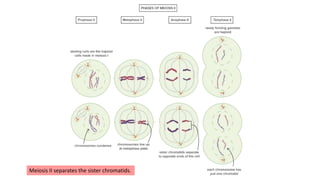 Meiosis II separates the sister chromatids.
 