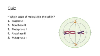 Quiz
• Which stage of meiosis II is the cell in?
1. Prophase I
2. Telophase II
3. Metaphase II
4. Anaphase II
5. Mataphase I
 