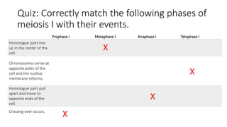 Quiz: Correctly match the following phases of
meiosis I with their events.
Prophase I Metaphase I Anaphase I Telophase I
Homologue pairs line
up in the center of the
cell.
Chromosomes arrive at
opposite poles of the
cell and the nuclear
membrane reforms.
Homologue pairs pull
apart and move to
opposite ends of the
cell.
Crossing over occurs.
X
X
X
X
 