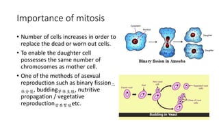 Importance of mitosis
• Number of cells increases in order to
replace the dead or worn out cells.
• To enable the daughter cell
possesses the same number of
chromosomes as mother cell.
• One of the methods of asexual
reproduction such as binary fission二
体分裂, budding芽体生殖, nutritive
propagation / vegetative
reproduction营养繁殖etc.
 