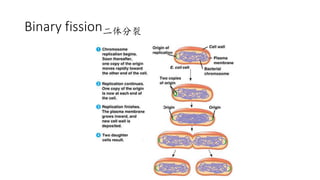 Binary fission二体分裂
 