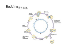Budding芽体生殖
 