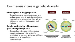 How meiosis increase genetic diversity
• Crossing over during prophase I.
• The points where homologues cross over
and exchange genetic material are chosen
more or less at random, and they will be
different in each cell that goes through
meiosis.
• Random orientation of homologue
pairs during metaphase I.
• The random orientation of homologue
pairs in metaphase I allows for the
production of gametes with many different
assortments of homologous
chromosomes.
 