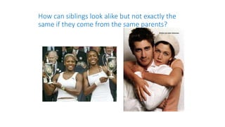 How can siblings look alike but not exactly the
same if they come from the same parents?
 