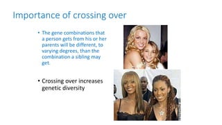 Importance of crossing over
• The gene combinations that
a person gets from his or her
parents will be different, to
varying degrees, than the
combination a sibling may
get.
• Crossing over increases
genetic diversity
 