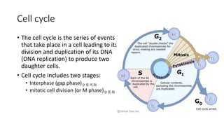 Cell cycle
• The cell cycle is the series of events
that take place in a cell leading to its
division and duplication of its DNA
(DNA replication) to produce two
daughter cells.
• Cell cycle includes two stages:
• Interphase (gap phase)分裂间期
• mitotic cell division (or M phase)分裂期
 