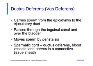 Ductus Deferens (Vas Deferens)
• Carries sperm from the epididymis to the
ejaculatory duct
• Passes through the inguinal canal and
over the bladder
• Moves sperm by peristalsis
• Spermatic cord – ductus deferens, blood
vessels, and nerves in a connective
tissue sheath
Slide 16.6a
Copyright © 2003 Pearson Education, Inc. publishing as Benjamin Cummings
 
