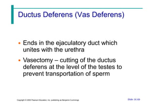 Ductus Deferens (Vas Deferens)
• Ends in the ejaculatory duct which
unites with the urethra
• Vasectomy – cutting of the ductus
deferens at the level of the testes to
prevent transportation of sperm
Slide 16.6b
Copyright © 2003 Pearson Education, Inc. publishing as Benjamin Cummings
 