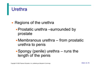 Urethra
Slide 16.7b
Copyright © 2003 Pearson Education, Inc. publishing as Benjamin Cummings
• Regions of the urethra
•Prostatic urethra –surrounded by
prostate
•Membranous urethra – from prostatic
urethra to penis
•Spongy (penile) urethra – runs the
length of the penis
 