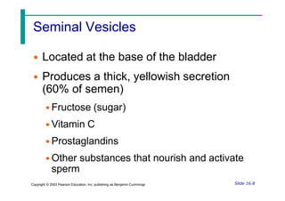 Seminal Vesicles
• Located at the base of the bladder
• Produces a thick, yellowish secretion
(60% of semen)
• Fructose (sugar)
• Vitamin C
• Prostaglandins
• Other substances that nourish and activate
sperm
Slide 16.8
Copyright © 2003 Pearson Education, Inc. publishing as Benjamin Cummings
 