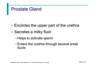Prostate Gland
• Encircles the upper part of the urethra
• Secretes a milky fluid
• Helps to activate sperm
• Enters the urethra through several small
ducts
Slide 16.9
Copyright © 2003 Pearson Education, Inc. publishing as Benjamin Cummings
 