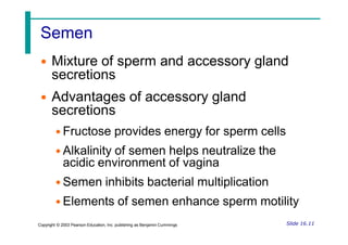 Semen
• Mixture of sperm and accessory gland
secretions
• Advantages of accessory gland
secretions
• Fructose provides energy for sperm cells
• Alkalinity of semen helps neutralize the
acidic environment of vagina
• Semen inhibits bacterial multiplication
• Elements of semen enhance sperm motility
Slide 16.11
Copyright © 2003 Pearson Education, Inc. publishing as Benjamin Cummings
 