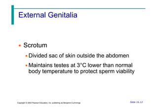 External Genitalia
• Scrotum
• Divided sac of skin outside the abdomen
• Maintains testes at 3°C lower than normal
body temperature to protect sperm viability
Slide 16.12
Copyright © 2003 Pearson Education, Inc. publishing as Benjamin Cummings
 