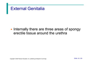 External Genitalia
• Internally there are three areas of spongy
erectile tissue around the urethra
Slide 16.13b
Copyright © 2003 Pearson Education, Inc. publishing as Benjamin Cummings
 