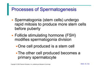 Processes of Spermatogenesis
Slide 16.15a
Copyright © 2003 Pearson Education, Inc. publishing as Benjamin Cummings
• Spermatogonia (stem cells) undergo
rapid mitosis to produce more stem cells
before puberty
• Follicle stimulating hormone (FSH)
modifies spermatogonia division
•One cell produced is a stem cell
•The other cell produced becomes a
primary spermatocyte
 
