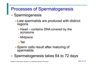 Processes of Spermatogenesis
• Spermiogenesis
• Late spermatids are produced with distinct
regions
• Head – contains DNA covered by the
acrosome
• Midpiece
• Tail
• Sperm cells result after maturing of
spermatids
• Spermatogenesis takes 64 to 72 days
Slide 16.16
Copyright © 2003 Pearson Education, Inc. publishing as Benjamin Cummings
 