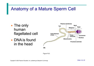 Anatomy of a Mature Sperm Cell
• The only
human
flagellated cell
• DNA is found
in the head
Figure 16.5
Slide 16.18
Copyright © 2003 Pearson Education, Inc. publishing as Benjamin Cummings
 