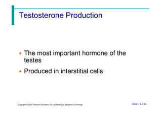 Testosterone Production
• The most important hormone of the
testes
• Produced in interstitial cells
Slide 16.19a
Copyright © 2003 Pearson Education, Inc. publishing as Benjamin Cummings
 