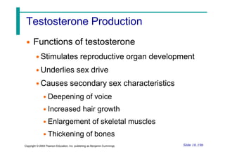 Testosterone Production
• Functions of testosterone
• Stimulates reproductive organ development
• Underlies sex drive
• Causes secondary sex characteristics
• Deepening of voice
• Increased hair growth
• Enlargement of skeletal muscles
• Thickening of bones
Slide 16.19b
Copyright © 2003 Pearson Education, Inc. publishing as Benjamin Cummings
 