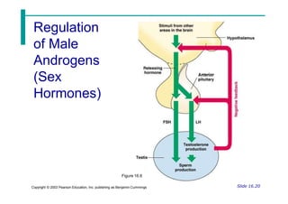 Regulation
of Male
Androgens
(Sex
Hormones)
Slide 16.20
Copyright © 2003 Pearson Education, Inc. publishing as Benjamin Cummings
Figure 16.6
 