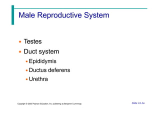 Male Reproductive System
• Testes
• Duct system
• Epididymis
• Ductus deferens
• Urethra
Slide 16.2a
Copyright © 2003 Pearson Education, Inc. publishing as Benjamin Cummings
 