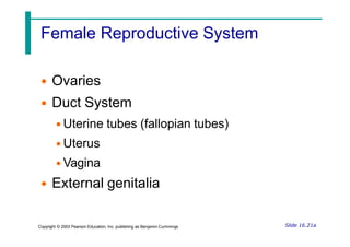 Female Reproductive System
Slide 16.21a
Copyright © 2003 Pearson Education, Inc. publishing as Benjamin Cummings
• Ovaries
• Duct System
• Uterine tubes (fallopian tubes)
• Uterus
• Vagina
• External genitalia
 