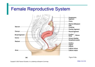 Female Reproductive System
Slide 16.21b
Copyright © 2003 Pearson Education, Inc. publishing as Benjamin Cummings
Figure 16.8a
 
