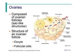 Ovaries
• Composed
of ovarian
follicles
(sac-like
structures)
• Structure of
an ovarian
follicle
• Oocyte
• Follicular cells Figure 16.7
Slide 16.22
Copyright © 2003 Pearson Education, Inc. publishing as Benjamin Cummings
 