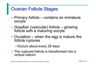 Ovarian Follicle Stages
• Primary follicle – contains an immature
oocyte
• Graafian (vesicular) follicle – growing
follicle with a maturing oocyte
• Ovulation – when the egg is mature the
follicle ruptures
• Occurs about every 28 days
• The ruptured follicle is transformed into a
corpus luteum
Slide 16.23
Copyright © 2003 Pearson Education, Inc. publishing as Benjamin Cummings
 