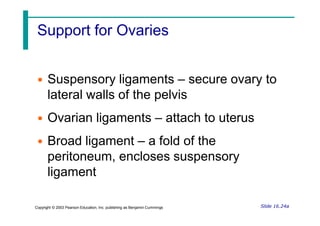 Support for Ovaries
• Suspensory ligaments – secure ovary to
lateral walls of the pelvis
• Ovarian ligaments – attach to uterus
• Broad ligament – a fold of the
peritoneum, encloses suspensory
ligament
Slide 16.24a
Copyright © 2003 Pearson Education, Inc. publishing as Benjamin Cummings
 