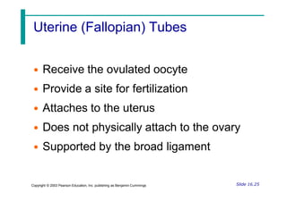 Uterine (Fallopian) Tubes
• Receive the ovulated oocyte
• Provide a site for fertilization
• Attaches to the uterus
• Does not physically attach to the ovary
• Supported by the broad ligament
Slide 16.25
Copyright © 2003 Pearson Education, Inc. publishing as Benjamin Cummings
 