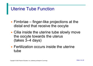 Uterine Tube Function
• Fimbriae – finger-like projections at the
distal end that receive the oocyte
• Cilia inside the uterine tube slowly move
the oocyte towards the uterus
(takes 3–4 days)
• Fertilization occurs inside the uterine
tube
Slide 16.26
Copyright © 2003 Pearson Education, Inc. publishing as Benjamin Cummings
 