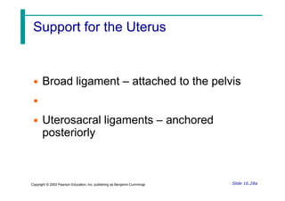 Support for the Uterus
Slide 16.28a
Copyright © 2003 Pearson Education, Inc. publishing as Benjamin Cummings
• Broad ligament – attached to the pelvis
•
• Uterosacral ligaments – anchored
posteriorly
 