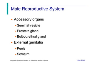 Male Reproductive System
• Accessory organs
• Seminal vesicle
• Prostate gland
• Bulbourethral gland
• External genitalia
• Penis
• Scrotum
Slide 16.2b
Copyright © 2003 Pearson Education, Inc. publishing as Benjamin Cummings
 