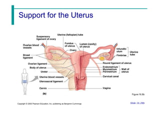 Support for the Uterus
Slide 16.28b
Copyright © 2003 Pearson Education, Inc. publishing as Benjamin Cummings
Figure 16.8b
 